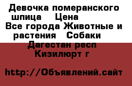 Девочка померанского шпица. › Цена ­ 40 000 - Все города Животные и растения » Собаки   . Дагестан респ.,Кизилюрт г.